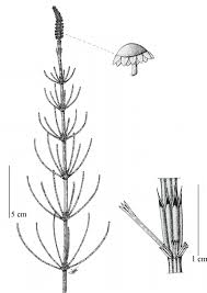 Attēlu rezultāti vaicājumam “Equisetum palustre”