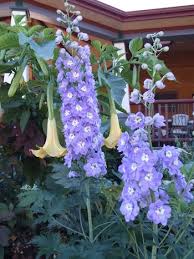 Attēlu rezultāti vaicājumam “Delphinium elatum  flower”