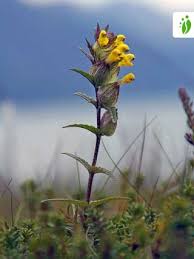 Attēlu rezultāti vaicājumam “Rhinanthus serotinus flower”