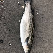 Image result for Chelon ramada