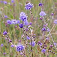 Attēlu rezultāti vaicājumam “Succisa pratensis bud”