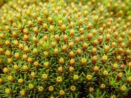 Attēlu rezultāti vaicājumam “Polytrichum juniperinum”