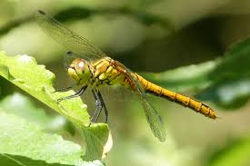 Attēlu rezultāti vaicājumam “Sympetrum sanguineum female”