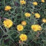 Attēlu rezultāti vaicājumam “Inula salicina leaf”