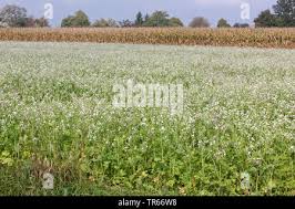 Image result for Raphanus sativus ssp. Oleiformes