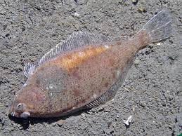 Image result for Hippoglossoides platessoides