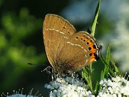 Attēlu rezultāti vaicājumam “Satyrium pruni”