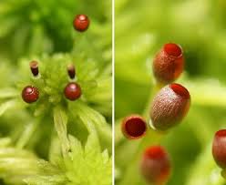 Attēlu rezultāti vaicājumam “Sphagnum fallax”