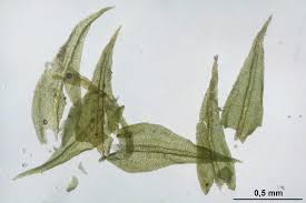 Attēlu rezultāti vaicājumam “Anomodon longifolius”