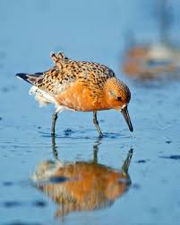 Attēlu rezultāti vaicājumam “Calidris”