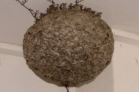 Attēlu rezultāti vaicājumam “Vespula germanica”