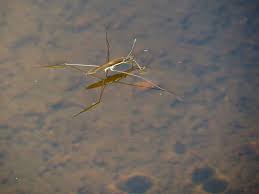 Attēlu rezultāti vaicājumam “Limnoporus rufoscutellatus”