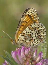 Attēlu rezultāti vaicājumam “Melitaea phoebe upperside”