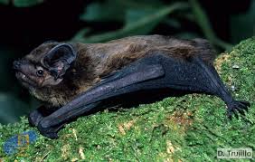 Attēlu rezultāti vaicājumam “Nyctalus leisleri”