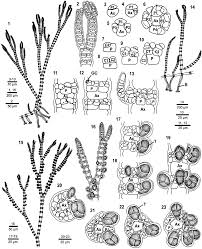 Attēlu rezultāti vaicājumam “Ceramium sp.”