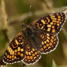 Attēlu rezultāti vaicājumam “Melitaea phoebe”