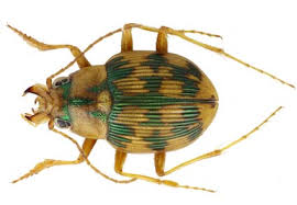 Attēlu rezultāti vaicājumam “Omophron limbatum”