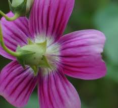 Attēlu rezultāti vaicājumam “Malva moschata alba fruit”