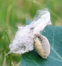 Attēlu rezultāti vaicājumam “Orgyia antiqua”