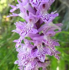 Attēlu rezultāti vaicājumam “Dactylorhiza ochroleuca”