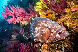 Image result for Epinephelus marginatus