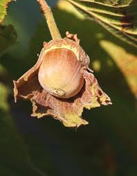 Attēlu rezultāti vaicājumam “Corylus avellana fruit”