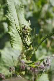 Attēlu rezultāti vaicājumam “Rumex hydrolapathum leaf”