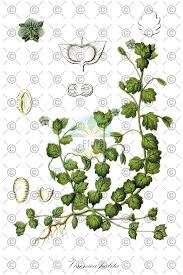 Attēlu rezultāti vaicājumam “Veronica persica fruit”