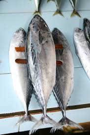 Image result for Euthynnus affinis