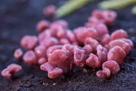 Attēlu rezultāti vaicājumam “Ascocoryne cylichnium”