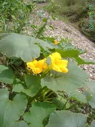 Attēlu rezultāti vaicājumam “Cucurbita pepo leaf”