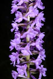 Attēlu rezultāti vaicājumam “Gymnadenia conopsea leaf”