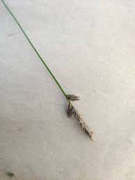 Attēlu rezultāti vaicājumam “Carex leporina”