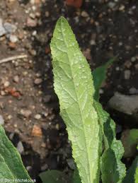 Attēlu rezultāti vaicājumam “Campanula cervicaria bud”