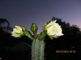 Attēlu rezultāti vaicājumam “Trichia erecta macro”