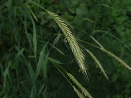 Attēlu rezultāti vaicājumam “Hordelymus europaeus leaf”