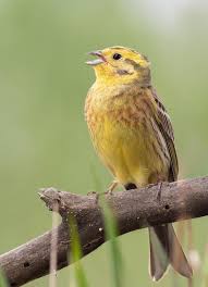 Attēlu rezultāti vaicājumam “Emberiza citrinella male”