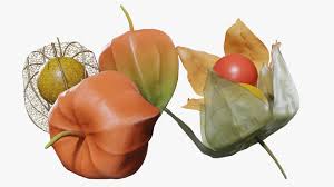 Attēlu rezultāti vaicājumam “Physalis alkekengi fruit”