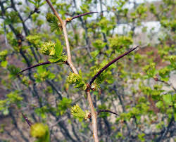 Attēlu rezultāti vaicājumam “Stemonitis herbatica stalked”