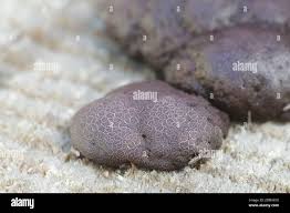 Attēlu rezultāti vaicājumam “Amaurochaete atra macro”