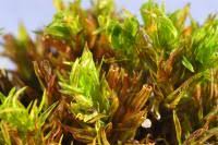 Attēlu rezultāti vaicājumam “Orthotrichum affine var. affine”