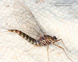 Attēlu rezultāti vaicājumam “Siphlonurus”