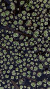 Attēlu rezultāti vaicājumam “Ricciocarpos natans”