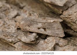 Attēlu rezultāti vaicājumam “Orthosia gothica”