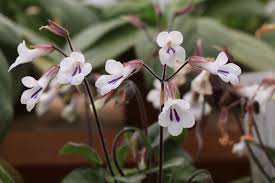 Attēlu rezultāti vaicājumam “Badhamia lilacina sessile”