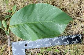Attēlu rezultāti vaicājumam “Magnolia acuminata leaf”