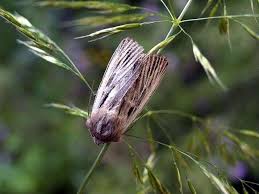 Attēlu rezultāti vaicājumam “Leucania comma”