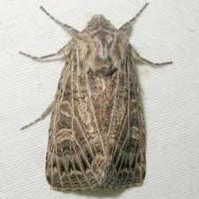 Attēlu rezultāti vaicājumam “Tholera decimalis male”