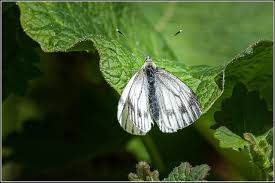 Attēlu rezultāti vaicājumam “Pieris napi female”