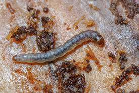 Attēlu rezultāti vaicājumam “Proutia betulina larva”